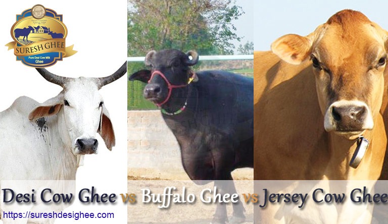 Desi Cow Ghee vs Buffalo Ghee vs Jersey Cow Ghee: SureshDesiGhee.com
