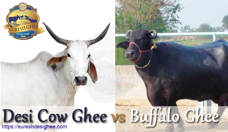 Desi Cow Ghee vs Buffalo Ghee vs Jersey Cow Ghee