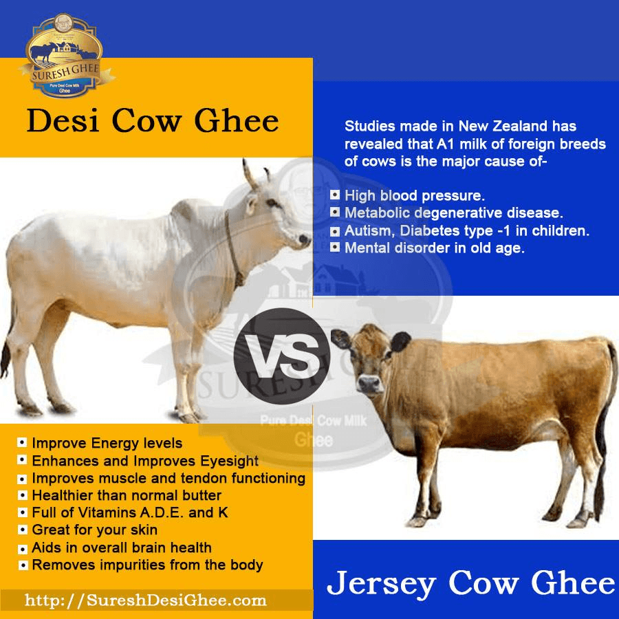 Desi Cow Ghee Vs Buffalo Ghee Vs Jersey Cow Ghee Suresh Desi Ghee