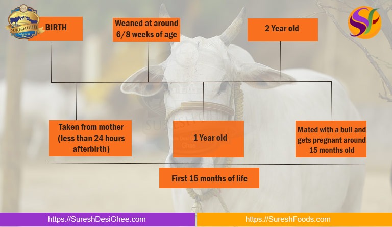 First 15 months of Cow's Life : SureshDesiGhee.com