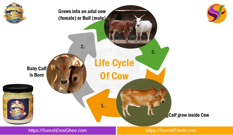 Life Circle of Cow : SureshDesiGhee.com